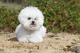 BICHON FRISE 382